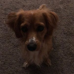 Meet your Posher, Evelyn